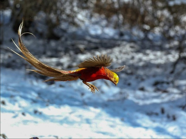 Chim trĩ đỏ 7 màu có cơ thể dài từ 80 cm đến 100 cm, riêng bộ lông đuôi của chim đực có thể dài tới 1 mét. (Ảnh: Sohu)