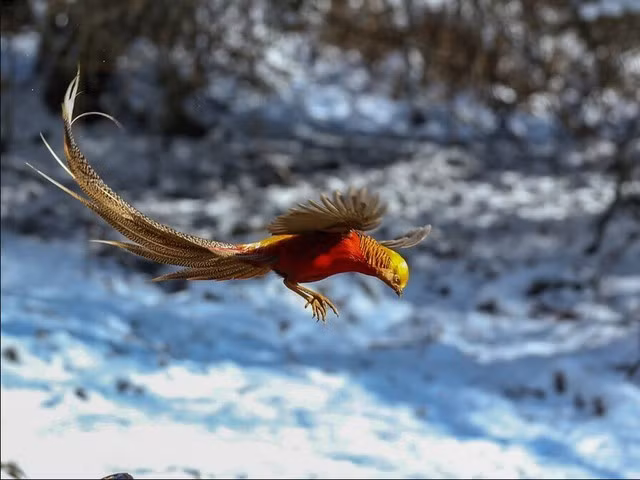 Chim trĩ đỏ 7 màu có cơ thể dài từ 80 cm đến 100 cm, riêng bộ lông đuôi của chim đực có thể dài tới 1 mét. (Ảnh: Sohu)