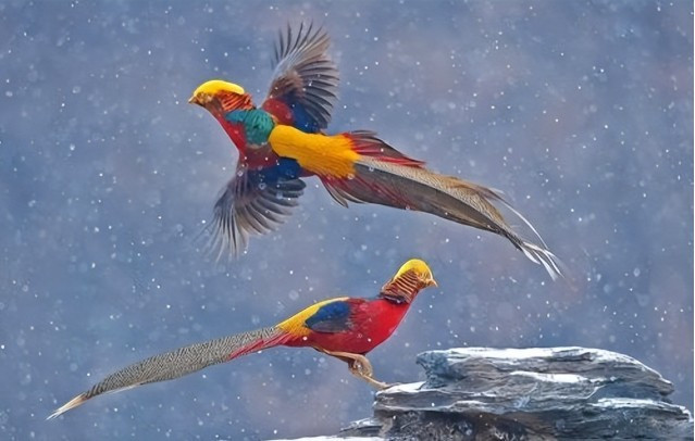 Con chim mà Quách Tồn Tỏa tìm thấy có bộ lông rực rỡ đầy màu sắc.