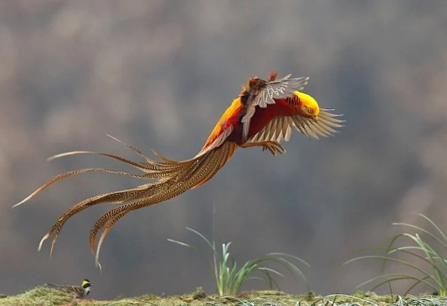 Những con &quot;phượng hoàng&quot; được Quách Tồn Tỏa cho ăn hàng ngày là chim trĩ đỏ 7 màu, một loài động vật hoang dã quý hiếm, thuộc diện bảo vệ cấp quốc gia ở Trung Quốc. (Ảnh: Sohu)