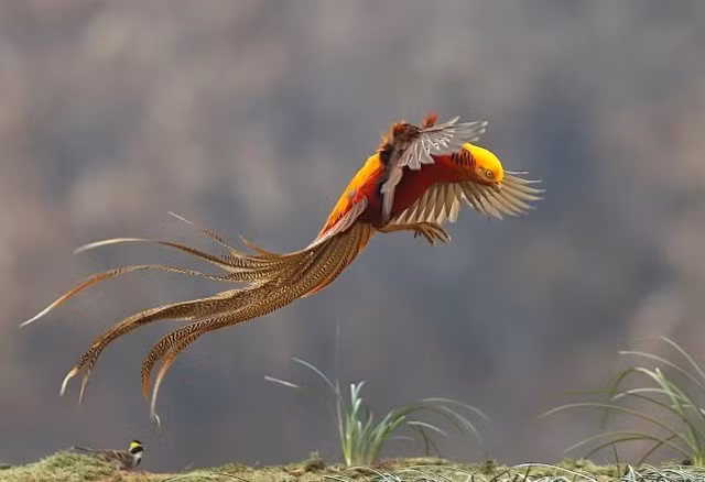 Những con "phượng hoàng" được Quách Tồn Tỏa cho ăn hàng ngày là chim trĩ đỏ 7 màu, một loài động vật hoang dã quý hiếm, thuộc diện bảo vệ cấp quốc gia ở Trung Quốc. (Ảnh: Sohu)