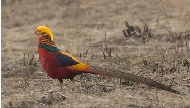 Chim trĩ đỏ 7 màu được coi là quý hiếm và mang giá trị bảo tồn cao tại Trung Quốc. (Ảnh: Sohu)