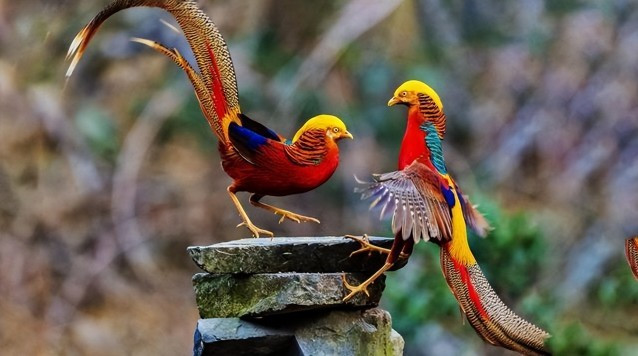 Bộ lông tuyệt đẹp của chim trĩ đỏ 7 màu khiến chúng được ví như &quot;phượng hoàng&quot;. (Ảnh: Sohu)