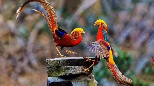 Bộ lông tuyệt đẹp của chim trĩ đỏ 7 màu khiến chúng được ví như "phượng hoàng". (Ảnh: Sohu)