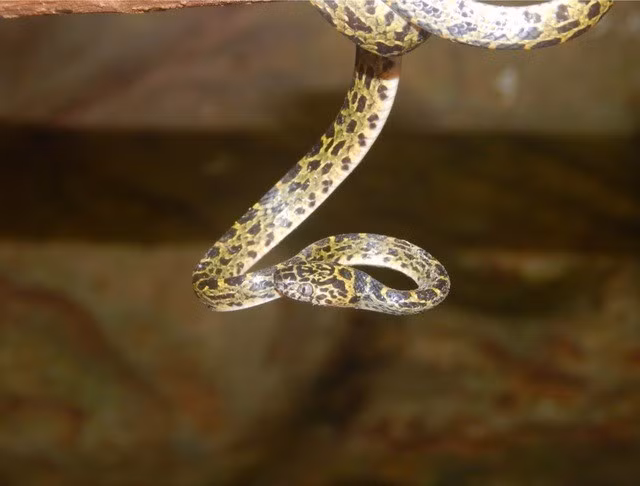 Trong đó, nổi bật là Ếch bầu Lĩnh Nam - loài ếch thân tròn, da mịn, phát ra âm thanh lạ; Nhái lùn Orlov - nhỏ chỉ bằng đầu ngón tay nhưng có màu sắc ngụy trang rất độc đáo; Ếch cây Denny - thường ẩn mình trên các tầng lá cao, mắt sáng nổi bật vào ban đêm; Rồng đất đuôi ngắn - sinh vật có hình hài kỳ lạ, dáng giống “thằn lằn cổ xưa”, ít khi xuất hiện trước mặt con người. Ảnh: Ban Quản lý Khu Bảo tồn thiên nhiên Pù Luông.