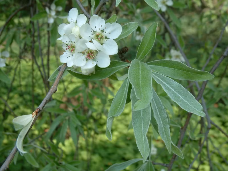Lê lá liễu (Pyrus salicifolia) cao 12m, có nguồn gốc từ vùng Trung Đông. Chúng được trồng nhiều trên đường phố vì có những tán lá rũ màu xanh bạc rủ xuống. Loài cây này chỉ còn rất ít trong tự nhiên.