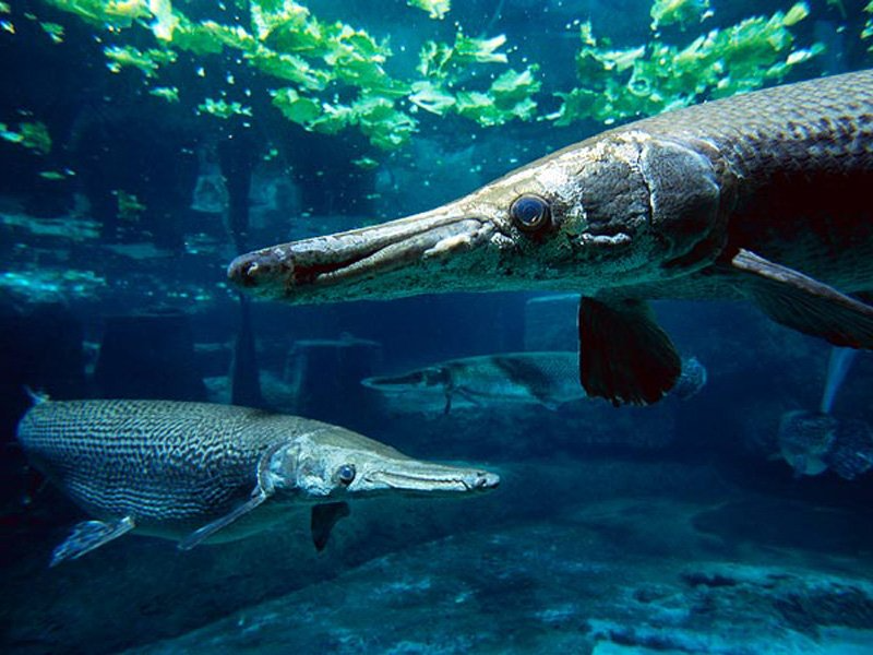 Cá sấu hỏa tiễn hay còn có cái tên khác là cá nhái Mississippi là một trong những loài cá có hình dạng khổng lồ và đáng sợ nhất ở những dòng sông thuộc Bắc Mỹ. Khi đạt độ tuổi trưởng thành, cá sấu hỏa tiễn có thể dài đến 1,8m, nặng hơn 45kg. Tuy nhiên, có một nhân chứng kể lại rằng, họ từng thấy một vài cá thể của loài cá nước ngọt khổng lồ này dài đến 3m và nặng 159kg.