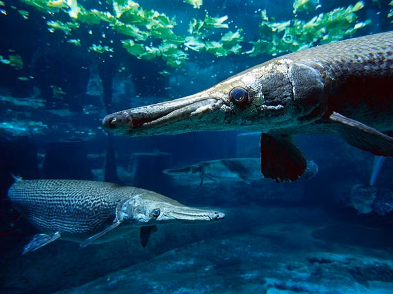 Cá sấu hỏa tiễn hay còn có cái tên khác là cá nhái Mississippi là một trong những loài cá có hình dạng khổng lồ và đáng sợ nhất ở những dòng sông thuộc Bắc Mỹ. Khi đạt độ tuổi trưởng thành, cá sấu hỏa tiễn có thể dài đến 1,8m, nặng hơn 45kg. Tuy nhiên, có một nhân chứng kể lại rằng, họ từng thấy một vài cá thể của loài cá nước ngọt khổng lồ này dài đến 3m và nặng 159kg.