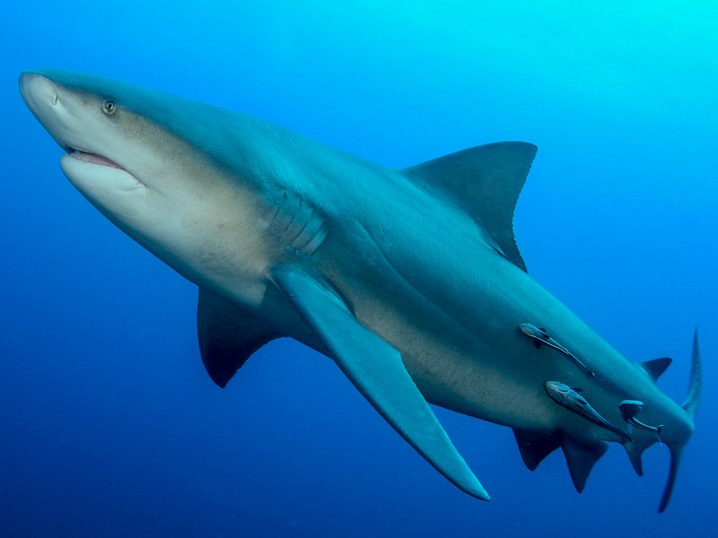 Cá mập bò là một trong những loài cá đặc biệt nhất trong họ cá mập khi chúng có thể sống ở cả nước mặn lẫn nước ngọt. Nhờ vào một bộ phận đặc biệt ở phần bụng dưới, chúng có thể duy trì sự sống trong nước ngọt rất lâu. Do đó, loài cá khổng lồ này thường xuyên vào sông Amazon và vùng hồ Nicaragua thuộc trung Mỹ để kiếm ăn. Ở trong điều kiện tự nhiên, cá mập bò trưởng thành có thể đạt chiều dài 3,5m và nặng hơn 200kg.