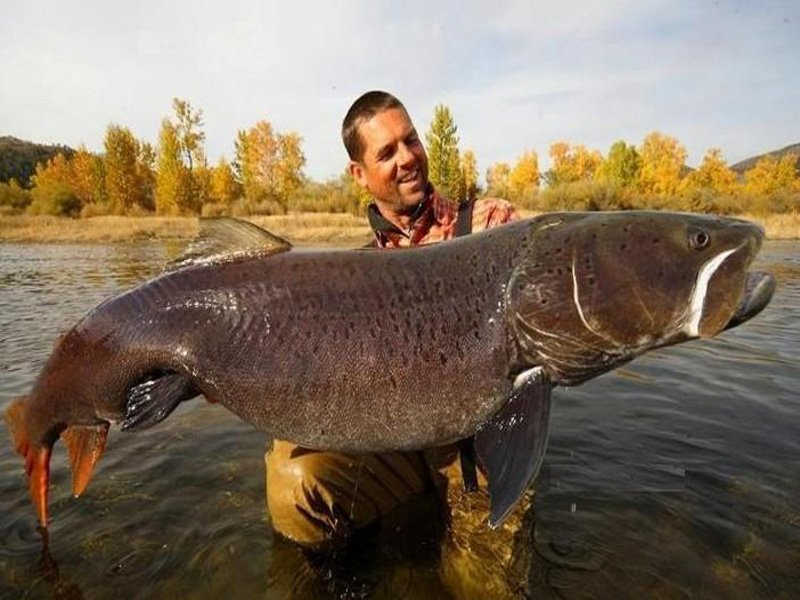 Cá taimen hay cá hồi Xibia là một loài cá thuộc họ cá hồi sinh sống ở lưu vực các con sông Volga, Pechora, Yana và Amur. Ngoài ra chúng còn phân bố ở một phần hệ thống sông ngòi đổ ra biển Caspi và Bắc Băng Dương thuộc địa phận của Nga và Mông Cổ. Trong điều kiện tự nhiên, loài cá khổng lồ này có thể đạt chiều dài hơn 2m và nặng gần 100kg. Tuy nhiên, do nạn săn bắt quá nhiều, nên các cá thể to lớn gần như không còn nữa.