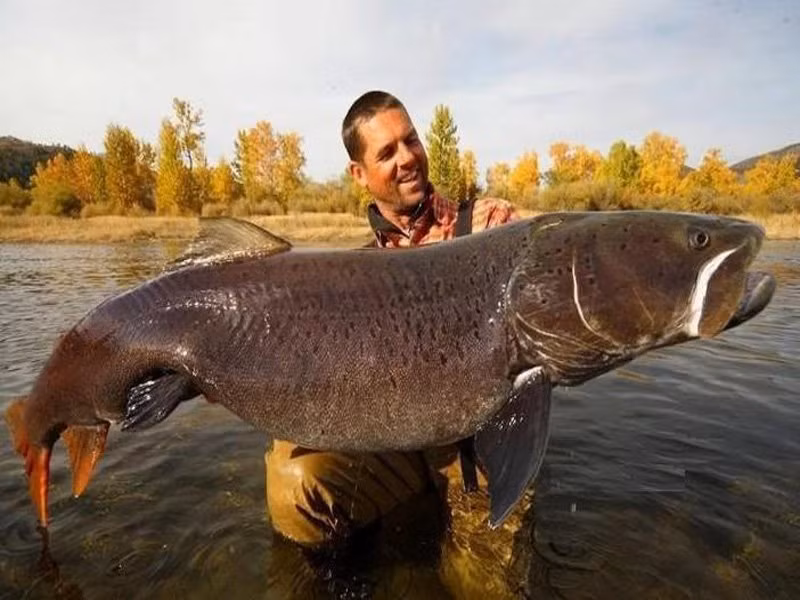 Cá taimen hay cá hồi Xibia là một loài cá thuộc họ cá hồi sinh sống ở lưu vực các con sông Volga, Pechora, Yana và Amur. Ngoài ra chúng còn phân bố ở một phần hệ thống sông ngòi đổ ra biển Caspi và Bắc Băng Dương thuộc địa phận của Nga và Mông Cổ. Trong điều kiện tự nhiên, loài cá khổng lồ này có thể đạt chiều dài hơn 2m và nặng gần 100kg. Tuy nhiên, do nạn săn bắt quá nhiều, nên các cá thể to lớn gần như không còn nữa.
