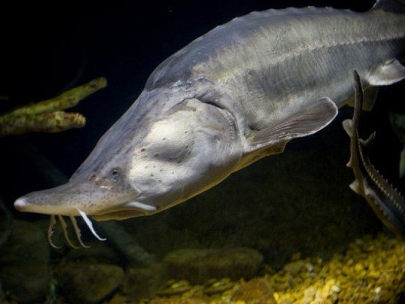 Loài cá tầm Beluga sinh sống ở Nga là loài cá nước ngọt lớn nhất trên thế giới. Được biết loài cá khổng lồ này có thể đạt chiều dài hơn 4,5m và nặng gần 1 tấn. Trên thế giới từng công nhận kỷ lục con cá tầm Beluga khổng lồ lớn nhất với chiều dài 6,1m, và nặng 2,612 tấn. Hiện nay do bị săn bắt quá nhiều, cộng thêm các nhà máy thủy điện mọc lên đã làm hạn chế môi trường sống và sinh sản, nên loài cá tầm Beluga đang có nguy cơ tuyệt chủng rất cao. Do chúng có thể đạt tuổi thọ hơn 100 năm, nên các nhà khoa học đang ra sức bảo vệ, cũng như nghiên cứu việc thụ tinh nhân tạo để nhân giống số lượng lớn loài cá khổng lồ này.