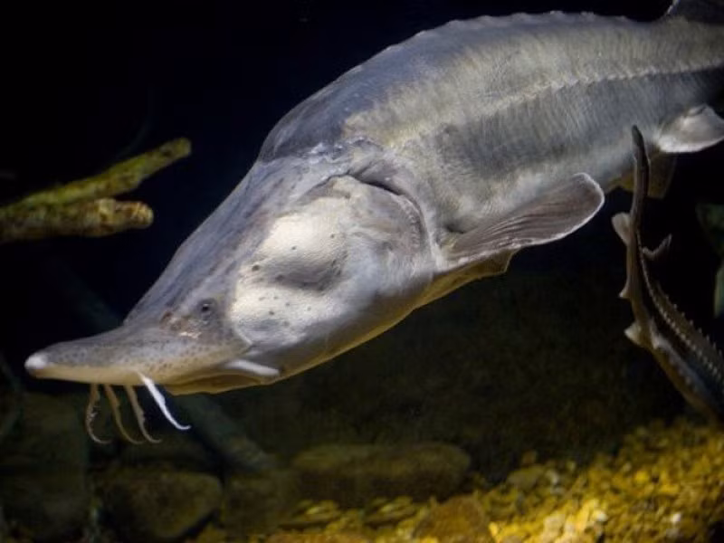 Loài cá tầm Beluga sinh sống ở Nga là loài cá nước ngọt lớn nhất trên thế giới. Được biết loài cá khổng lồ này có thể đạt chiều dài hơn 4,5m và nặng gần 1 tấn. Trên thế giới từng công nhận kỷ lục con cá tầm Beluga khổng lồ lớn nhất với chiều dài 6,1m, và nặng 2,612 tấn. Hiện nay do bị săn bắt quá nhiều, cộng thêm các nhà máy thủy điện mọc lên đã làm hạn chế môi trường sống và sinh sản, nên loài cá tầm Beluga đang có nguy cơ tuyệt chủng rất cao. Do chúng có thể đạt tuổi thọ hơn 100 năm, nên các nhà khoa học đang ra sức bảo vệ, cũng như nghiên cứu việc thụ tinh nhân tạo để nhân giống số lượng lớn loài cá khổng lồ này.