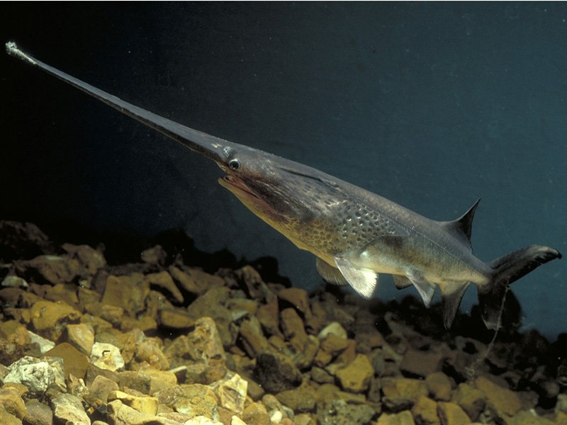 Họ cá tầm thìa hay cá nguyên thủy là loài cá nước ngọt đã xuất hiện trên Trái đất cách đây khoảng 70-75 triệu năm. Hiện tại loài cá khổng lồ này chỉ còn lại 2 loài, là cá tầm thìa Mỹ phân bố ở lưu vực sông Mississippi (Mỹ) và cá tầm thìa Trung Quốc, sinh sống tại lưu vực sông Dương Tử (Trung Quốc). Trong điều kiện tự nhiên, cá tầm thìa Mỹ trưởng thành có thể dài hơn 1,5m và nặng gần 30kg, còn cá tầm thìa Trung Quốc có thể dài 3m, nặng 500kg. Thậm chí, trong lịch sử còn ghi nhận, một số cá thể cá tầm thìa sinh sống ở sông Dương Tử có thể đạt chiều dài 7m, nặng hơn 1 tấn.