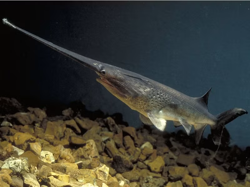 Họ cá tầm thìa hay cá nguyên thủy là loài cá nước ngọt đã xuất hiện trên Trái đất cách đây khoảng 70-75 triệu năm. Hiện tại loài cá khổng lồ này chỉ còn lại 2 loài, là cá tầm thìa Mỹ phân bố ở lưu vực sông Mississippi (Mỹ) và cá tầm thìa Trung Quốc, sinh sống tại lưu vực sông Dương Tử (Trung Quốc). Trong điều kiện tự nhiên, cá tầm thìa Mỹ trưởng thành có thể dài hơn 1,5m và nặng gần 30kg, còn cá tầm thìa Trung Quốc có thể dài 3m, nặng 500kg. Thậm chí, trong lịch sử còn ghi nhận, một số cá thể cá tầm thìa sinh sống ở sông Dương Tử có thể đạt chiều dài 7m, nặng hơn 1 tấn.