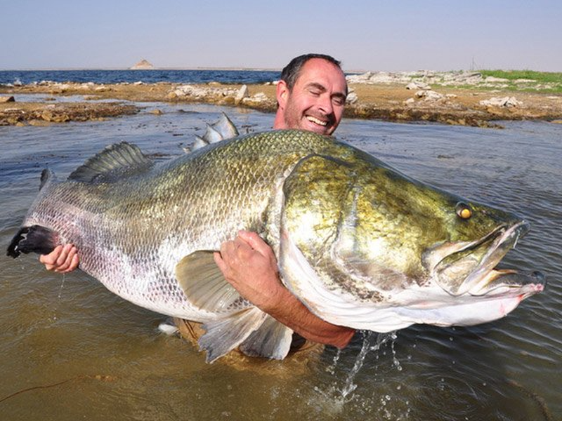 Cá rô sông Nile thuộc họ cá vược là một trong những loài cá săn mồi hung dữ nhất các vùng sông, hồ thuộc khu vực Ethiopia, (châu Phi), Địa Trung Hải, châu thổ sông Nile và các lưu vực của sông Congo. Trong tự nhiên, chúng có thể đạt chiều dài hơn 2m, nặng khoảng 200kg.