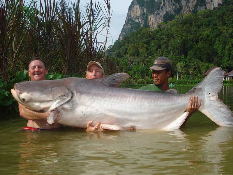 Cá tra dầu là một loài cá nước ngọt sống trong vùng hạ lưu sông Mê Kông. Với chiều dài hơn 3m và trọng lượng có thể đến 300kg, chúng đã lọt vào danh sách các loài cá nước ngọt khổng lồ nhất thế giới. Loài cá khổng lồ này đang nằm trong Sách đỏ của Liên minh bảo tồn thiên nhiên quốc tế (IUCN). Thời điểm hiện tại, các dự án nghiên cứu bảo tồn loài cá tra dầu đang được phát triển rất tốt. Thêm vào đó việc nhân giống nhân tạo đã đưa loài này dần thoát khỏi nguy cơ bị biến mất khỏi Trái đất.