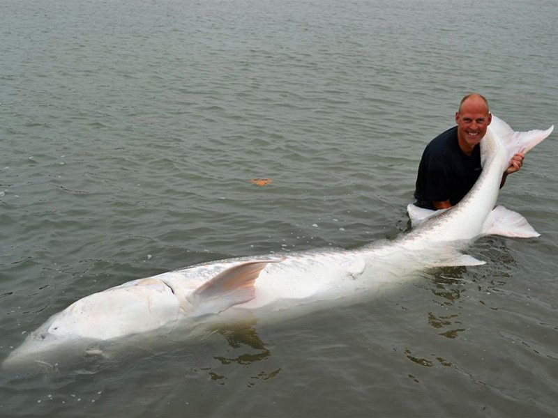 Cá tầm trắng là loài cá nước ngọt lớn nhất Bắc Mỹ và lớn thứ 2 trên thế giới, sinh sống dọc theo bờ biển phía Tây từ quần đảo Aleutia đến Trung California Mỹ. Loài cá khổng lồ này có thể đạt chiều dài lên đến 6,1m và nặng 560kg. Tuy có tuổi thọ rất lớn, nhưng chúng vẫn không tránh được nguy cơ bị tuyệt chủng, do môi trường sống đang bị ảnh hưởng cực kỳ nghiêm trọng. Hiện tại chỉ còn khoảng 500 cá thể hoang dã của loài cá này còn tồn tại trên thế giới.