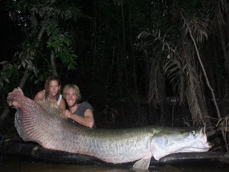Cá hải tượng long còn có tên gọi khác là cá Arapaima, Pirarucu hay Paiche là một loài cá nước ngọt khổng lồ sinh sống ở lưu vực sông Amazon thuộc Nam Mỹ. Trong điều kiện hoang dã, loài cá này có thể đạt chiều dài lên đến 2,5m và nặng hơn 125kg. Điểm đặc biệt của loài cá này là chúng có thể hô hấp ở trong những vùng nước có mức độ oxy rất thấp. Bởi vì ngoài mang ra, cá Pirarucu còn có một bong bóng có cấu tạo gồm các mô phổi, cho phép chúng lấy oxy trong không khí để duy trì hô hấp.