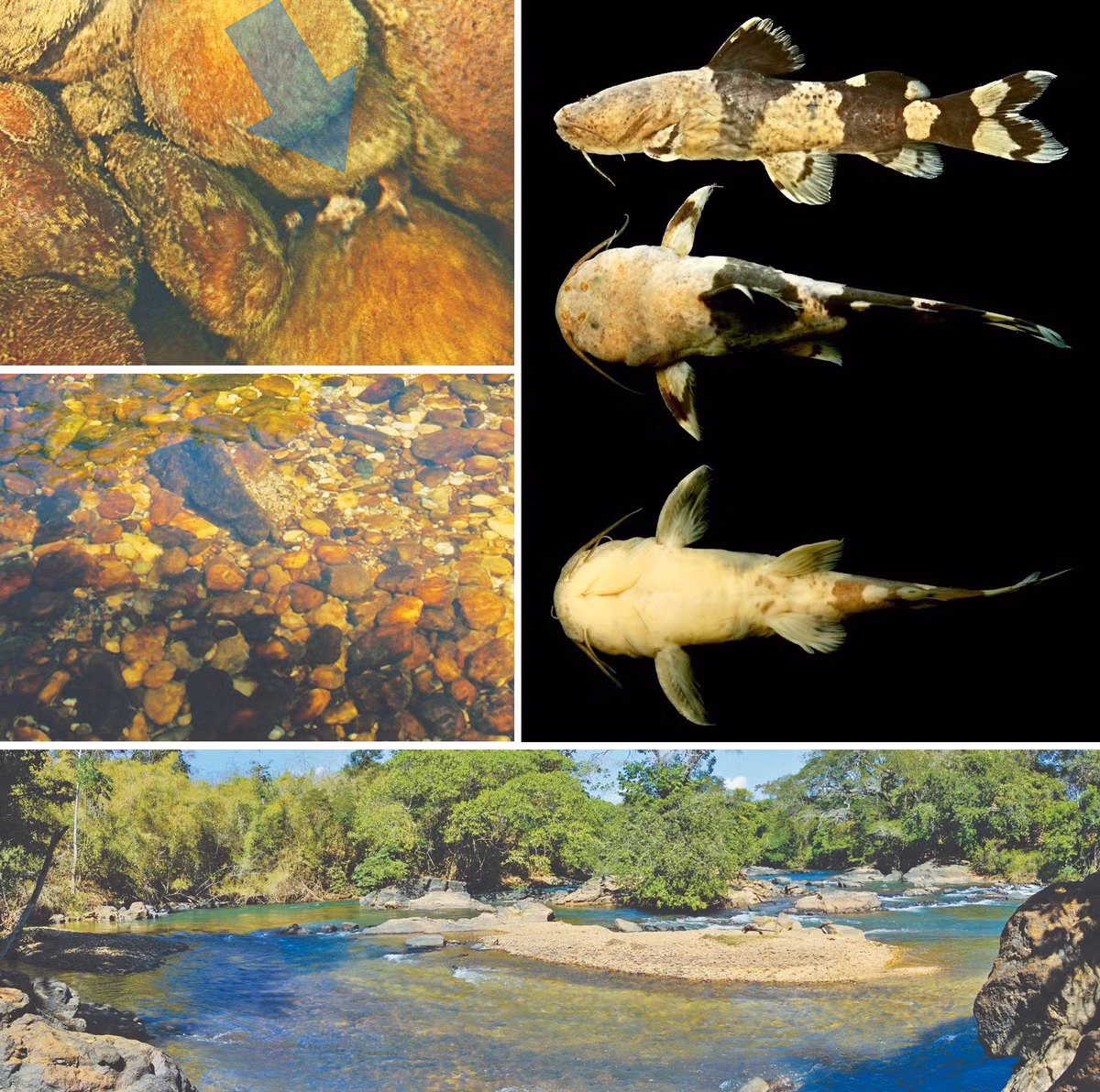 Thêm nữa, việc leo trèo của đàn cá chốt bông cũng bắt đầu vào đầu mùa mưa như các loài cá khác trên cùng dòng sông. Ảnh: novataxa.blogspot.com.