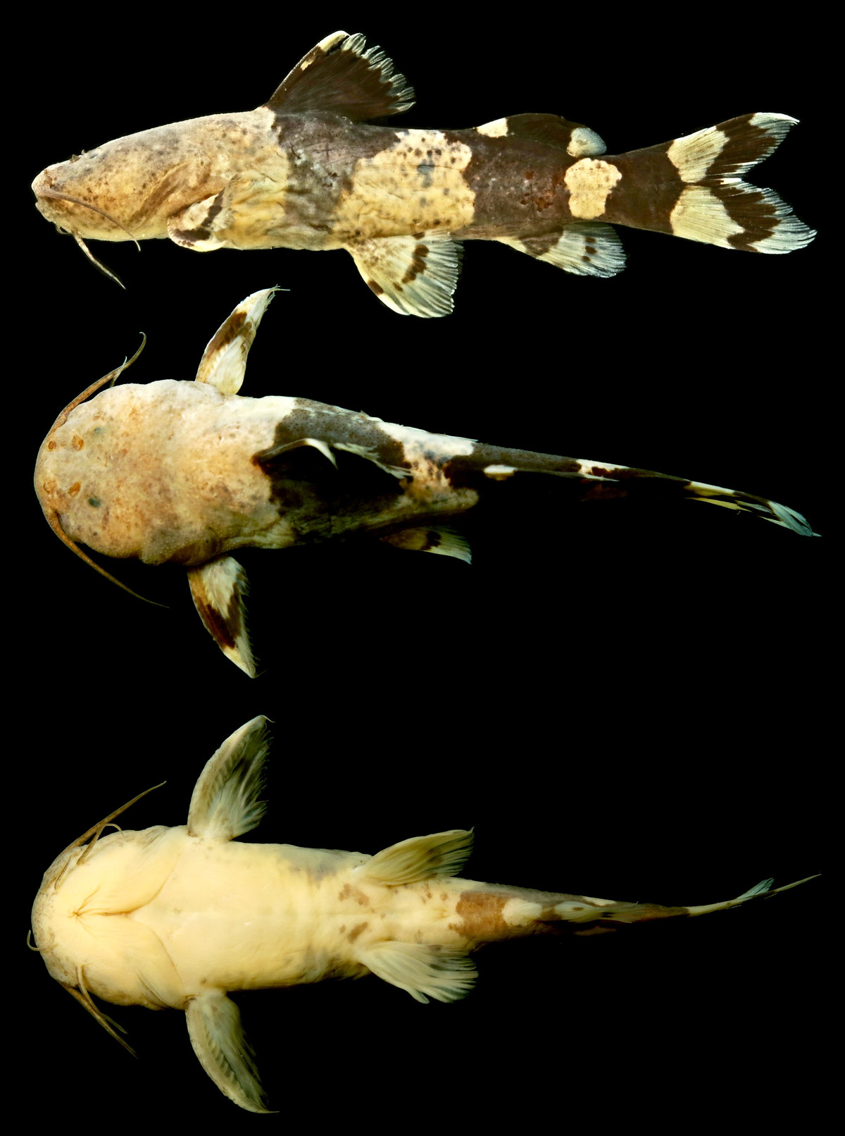 Quan sát về hành vi của cá chốt bông rất hữu ích bởi giới nghiên cứu biết rất ít về loài cá da trơn màu đen và cam này. Ảnh: novataxa.blogspot.com.