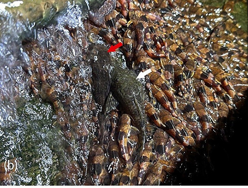 Theo nghiên cứu công bố đầu tháng 8 trên tạp chí Fish Biology, đây là lần đầu tiên loài vật này được quan sát khi đang leo trèo với số lượng lớn như vậy. Ảnh: Journal of Fish Biology (2025). DOI: 10.1111/jfb.70158.