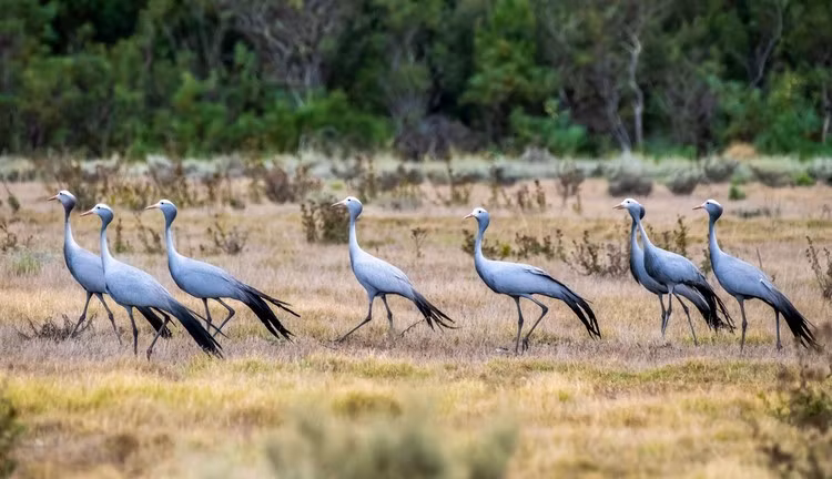 Loài chim quốc gia của Nam Phi là sếu xanh đang đối mặt với sự suy giảm số lượng lớn. Nghiên cứu gần đây chỉ ra quần thể sếu xanh tại Nam Phi đã thay đổi vào năm 2010 từ tích cực sang tiêu cực và xu hướng giảm số lượng cá thể tiếp tục kể từ đó. Ảnh: John Yeld.