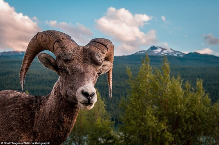 Những chú dê cái mang thai trên núi cao được đem về nuôi dưỡng. Ảnh minh họa.