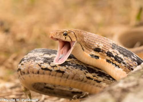 Mặc dù không có nọc độc nhưng rắn hổ ngựa khá hung dữ. Chúng thường ở tư thế ngóc cao đầu, há to miệng để đe dọa kẻ thù và sẵn sàng tấn công nếu cảm thấy gặp nguy hiểm. Ảnh: kkchome.