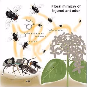 “Tôi đang thực hiện một dự án nghiên cứu khác và ban đầu tôi chỉ thu thập loài này để làm "tài liệu tham khảo" so sánh. Tình cờ, tôi thấy ruồi diệp lục tụ tập quanh hoa của nó trong vườn ươm ở Vườn Bách thảo Koishikawa và ngay lập tức nhận ra rằng những bông hoa có thể đang bắt chước côn trùng chết”, chuyên gia Mochizuki cho hay. Ảnh: Current Biology.