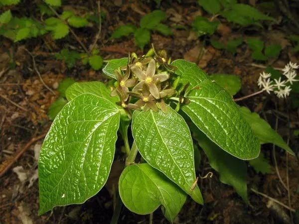 Ông Mochizuki quyết định theo dõi mối liên hệ tiềm năng này bằng cách quan sát kỹ lưỡng các sinh vật bị thu hút bởi hoa và so sánh mùi hương của hoa với mùi của các loài côn trùng khác. Theo đó, ông ghi nhận mùi hương rất đặc trưng. Đó không chỉ là mùi của kiến mà còn là mùi của kiến bị nhện tấn công. Ảnh: discoverwildlife.