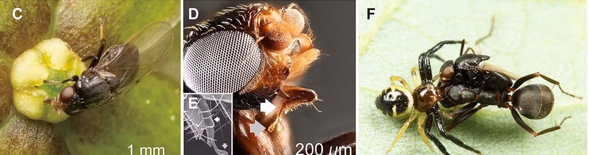 Ko Mochizuki, tác giả của nghiên cứu, đã dựa trên kiến thức từ khóa đào tạo chuyên sâu năm 2019 khi lần đầu tiên quan sát thấy ruồi bay quanh cây chó đẻ. Ông đã liên hệ hành vi này với nghiên cứu trước đó mô tả loài ruồi diệp lục thụ phấn cho cây, phát ra mùi giống côn trùng. Ảnh: earth.com.