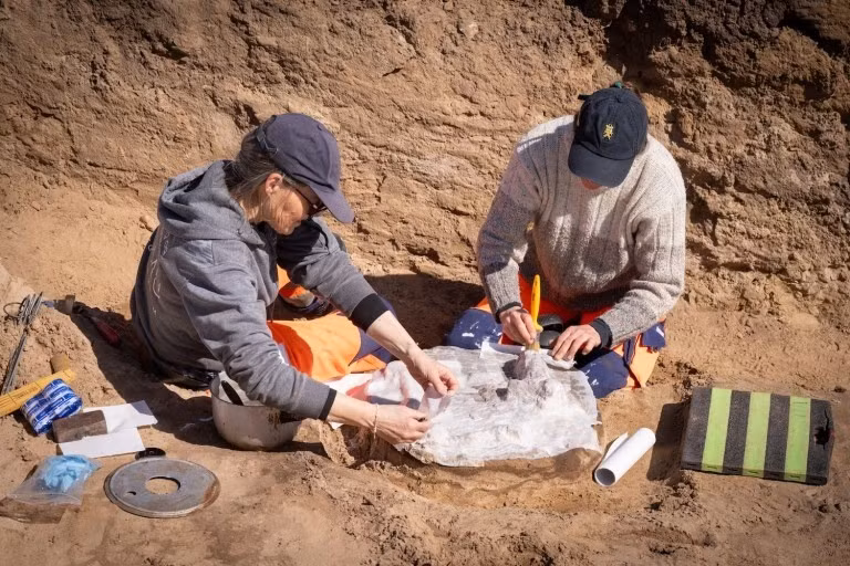Trước đó, các nhà khảo cổ đã tìm thấy trang trại của một tù trưởng hần đó và liên kết với những ngôi mộ Viking mới khai quật. Họ suy đoán người này là một phần của tầng lớp quý tộc vào thời điểm đó, ngay dưới Vua Bluetooth trong hệ thống phân cấp xã hội. Ảnh: Moesgaard Museum poul madsen.