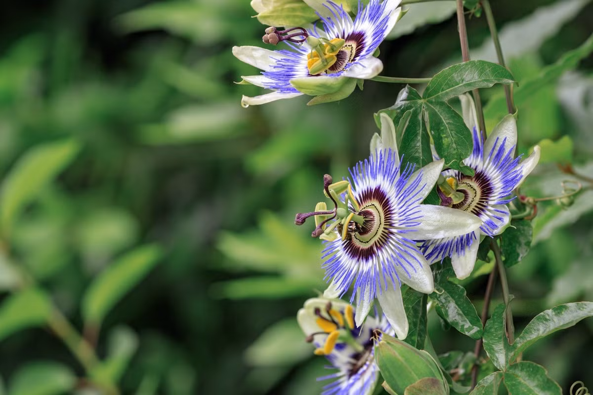 Vào buổi tối, những bông hoa này khẽ khép lại, như đang ngủ yên sau một ngày tỏa sáng – khiến chúng càng thêm bí ẩn và hấp dẫn.