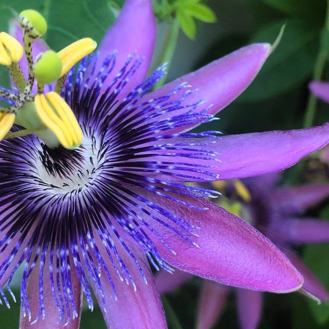 Tràng hoa màu trắng, vành hoa tua tím – mỗi nhụy như được “thiết kế” bởi một nghệ nhân kỳ công, vừa nhẹ nhàng vừa lộng lẫy.