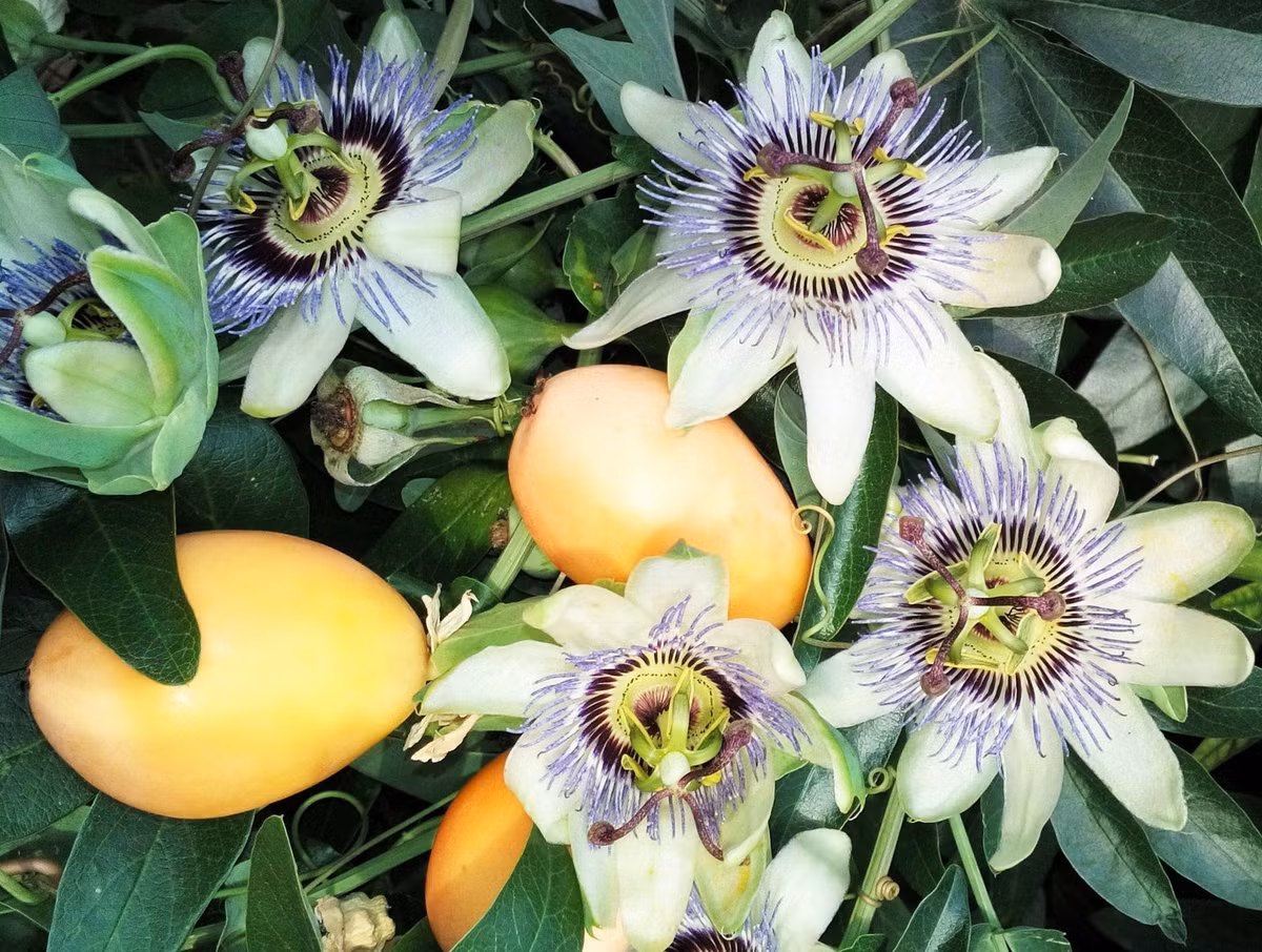 Hoa lạc tiên là “nam châm” thu hút bướm, ong, chim ruồi. Một khu vườn có hoa lạc tiên là một khu vườn tràn sức sống và năng lượng.