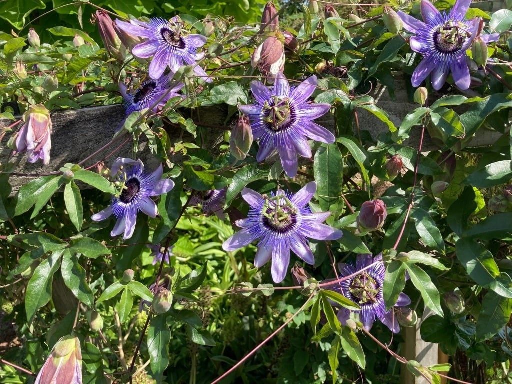 Từ xa, hoa lạc tiên trông như những mặt trời nhỏ màu tím nhạt, cánh hoa mỏng như lụa tỏa ra như tia nắng sớm – lạ lẫm và mê hoặc.