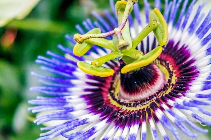 Không chỉ đẹp lạ, hoa lạc tiên còn được ví như chiếc đồng hồ mặt trời thời cổ đại, với nhị đực – nhụy cái độc đáo, phân bố như kim giờ, phút, giây.