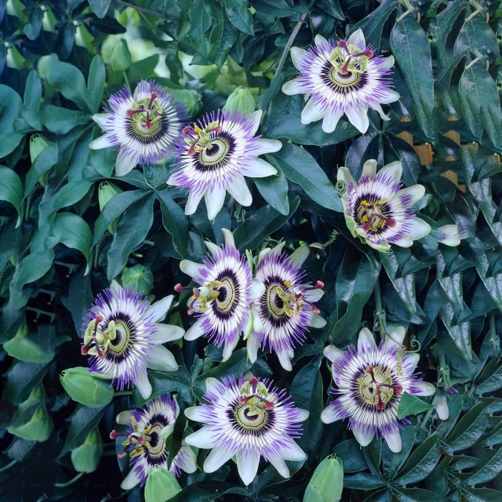 Không phô trương mùi thơm hay màu sắc rực rỡ, lạc tiên lại tượng trưng cho tình yêu mộc mạc, chân thành và phúc lành từ tổ tiên.