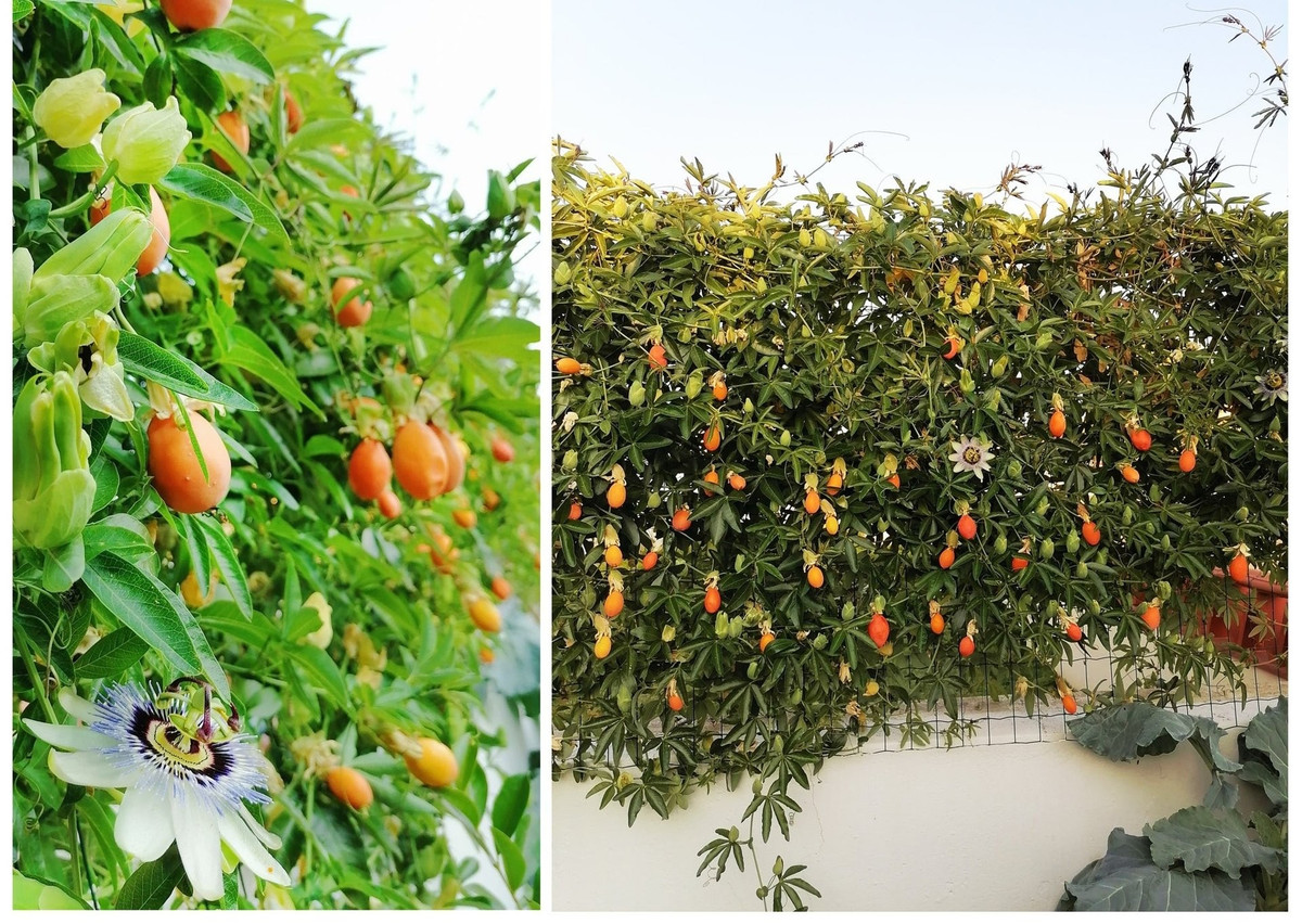 Chăm sóc đơn giản, dễ leo giàn, lạc tiên là người bạn thân thiện với cả người mới làm vườn. Vẻ đẹp dịu dàng và hữu ích của nó khiến ai cũng muốn trồng một cây trong đời.