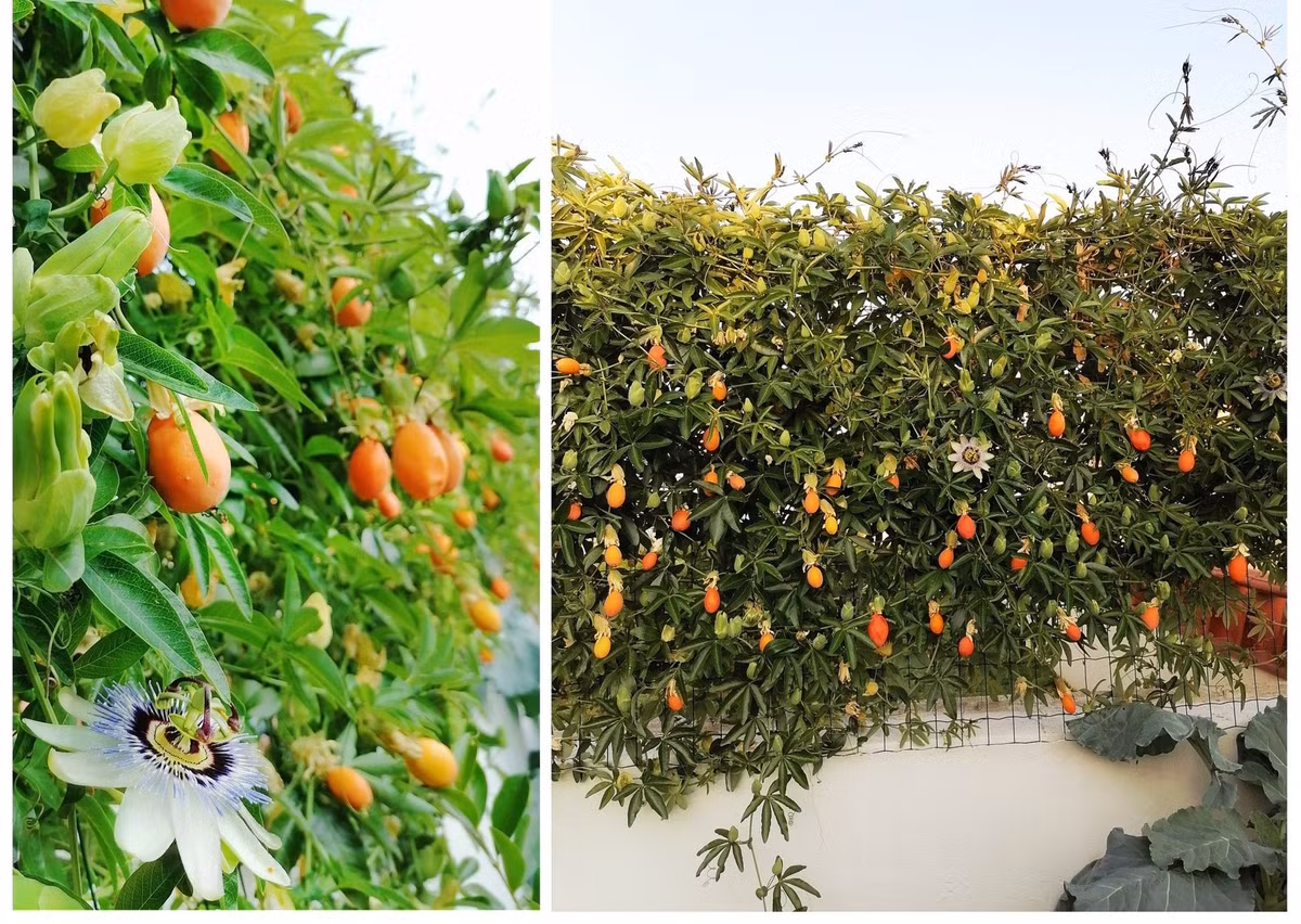 Chăm sóc đơn giản, dễ leo giàn, lạc tiên là người bạn thân thiện với cả người mới làm vườn. Vẻ đẹp dịu dàng và hữu ích của nó khiến ai cũng muốn trồng một cây trong đời.