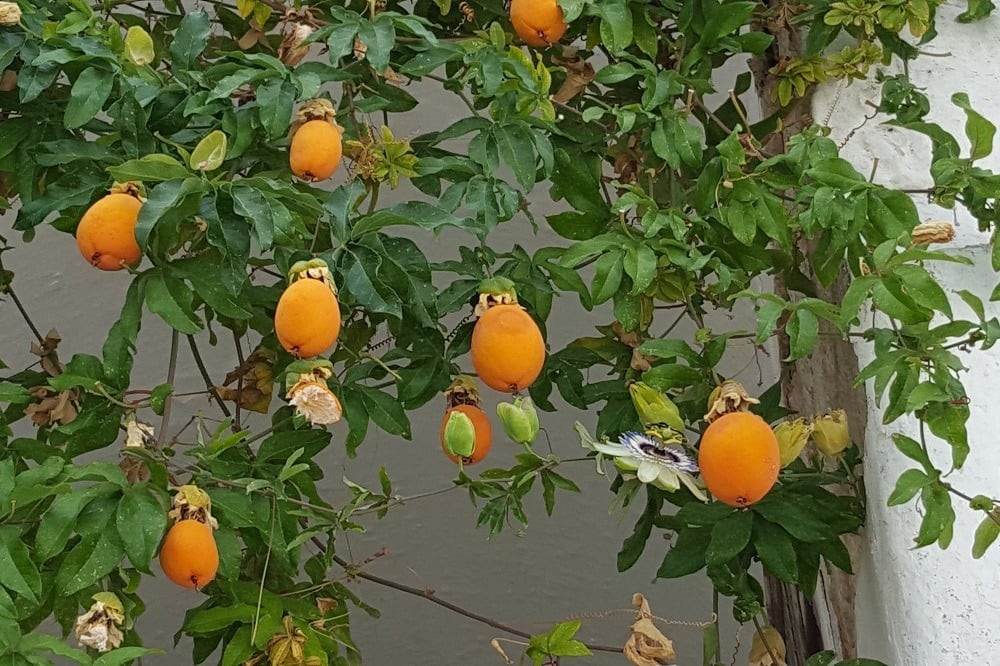 Không chỉ để ngắm, lạc tiên còn có công dụng chữa mất ngủ, điều hòa huyết áp, hỗ trợ xương khớp – được Đông y dùng từ lâu đời.