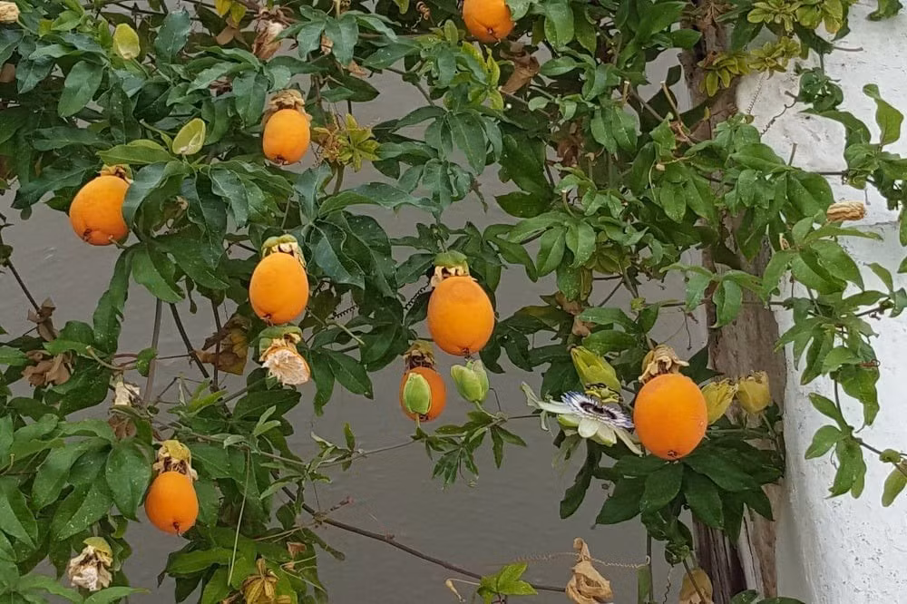 Không chỉ để ngắm, lạc tiên còn có công dụng chữa mất ngủ, điều hòa huyết áp, hỗ trợ xương khớp – được Đông y dùng từ lâu đời.