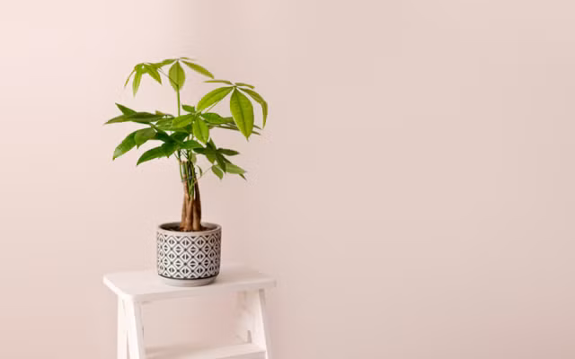 Chăm cây kim ngân không phức tạp. Cây chịu bóng bán phần, tưới vừa chứ không úng, bón phân loãng theo mùa. Khi đủ sức cây có thể trổ bông, dân gian gọi vui là hoa phát tài, coi như tín hiệu cho giai đoạn thu hoạch. Đặt một chậu kim ngân ở tài vị cũng giống như nhắc mình kỷ luật với tiền bạc. Sự đều đặn mới là nền tảng của dư dả.