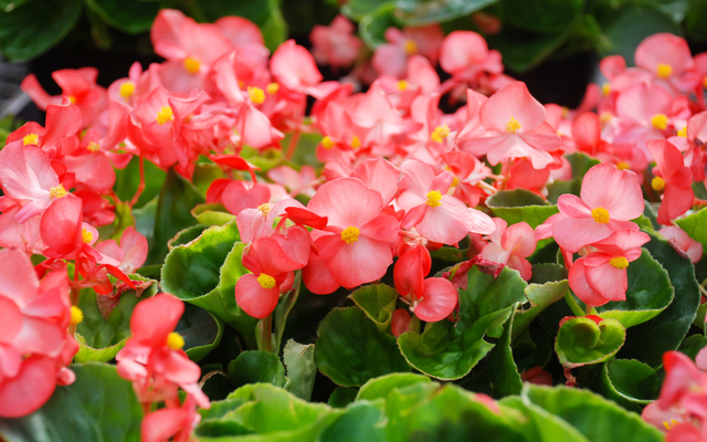 Về bài trí, một chậu hải đường dáng gọn đặt trên kệ hoặc bàn góc sẽ giúp tài vị mềm mại, tạo cảm giác thư thái để đọc sách và làm việc. Cây cần sáng tán xạ, tưới vừa phải, tránh để ướt đẫm gốc. Khi nụ hé hồng, cả góc phòng như có mùa xuân, rất hợp với nhà có con đi học hoặc người đang theo đuổi mục tiêu dài hạn. (Thông tin mang tính tham khảo, chiêm nghiệm)