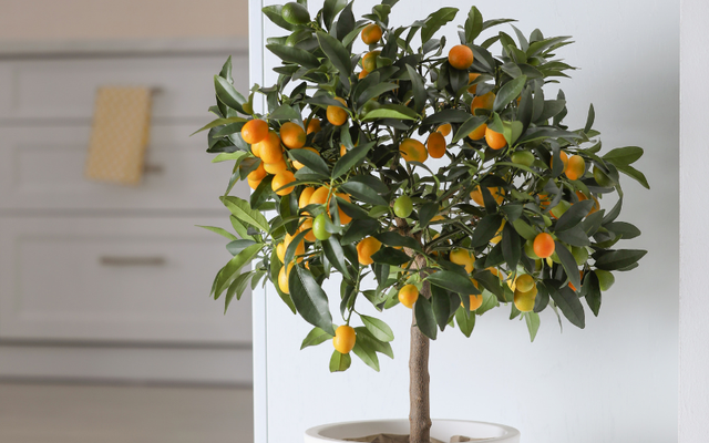 Trong tiếng Trung, chữ quất đồng âm với chữ cát nên dân gian tin rằng kim quất đem điềm lành. Về công năng thực tế, chậu quất xanh vàng giúp thanh lọc mùi trong phòng khách, nhất là nhà có người hút thuốc hoặc hay nấu nướng. Kim quất thích nơi nhiều sáng, đất tơi xốp, tưới điều độ để mặt đất hơi se mới tưới lại. Cây sai quả tượng trưng cho làm ăn có thu có chi, chỉn chu và đều tay.