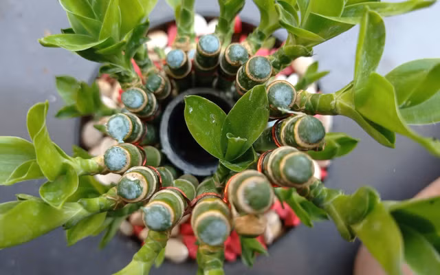 Chỉ cần cắm trong lọ thủy tinh nước sạch, thay nước định kỳ bảy đến mười ngày, thêm vài viên sỏi trắng cho trong trẻo, đặt ở góc nhận ánh sáng khuếch tán là đủ. Điểm mấu chốt là nước không lẫn mùi và lá phải xanh bóng. Khi cây khỏe, gia chủ cũng có cảm giác "đỡ việc", đầu óc gọn gàng hơn để kiếm tiền và giữ tiền.