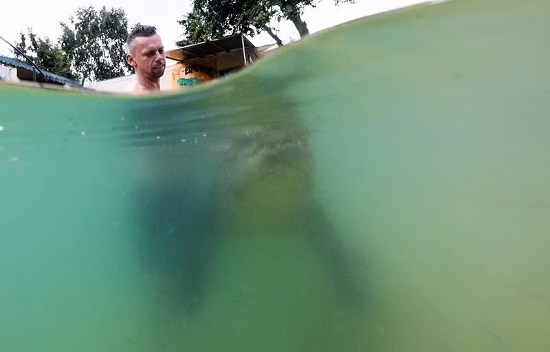 Meyer hầu như rất lười biếng. Khó mà tưởng tượng rằng nó có thể di chuyển nhanh như chớp và đặc biệt là táp mạnh với 82 chiếc răng. Nguy hiểm với hầu hết mọi người, nhưng với gia đình Kaulis thì nó như một bạn ôm thân thiện.