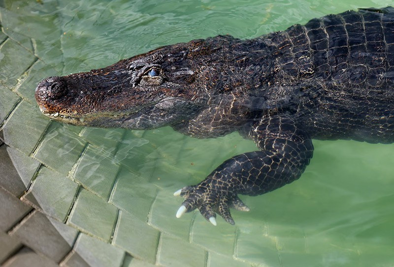 Ở tuổi 45, con cá sấu cái này gần như đang ở thời kỳ sung sức nhất. Người ta ước tính loài bò sát này có thể sống tới khoảng 100 năm nếu được chăm sóc tốt trong môi trường nuôi nhốt.