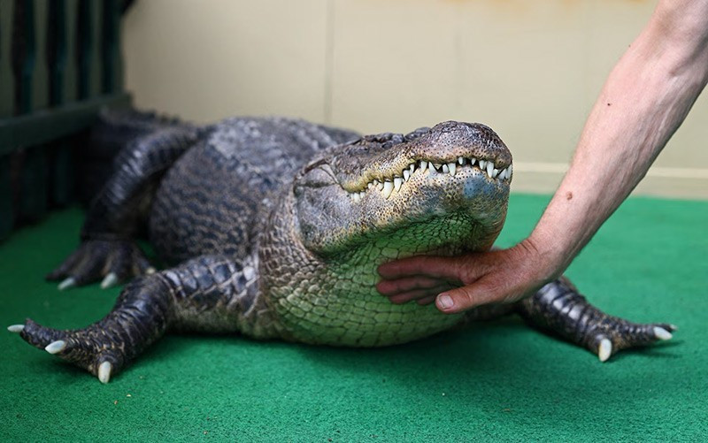 Meyer hài lòng với khẩu phần gồm 2-3 cái chân gà, tim bò, cá hồi hay thậm chí là một con chuột mỗi bữa. Việc ăn uống chỉ diễn ra khoảng một lần mỗi tuần. Vào mùa đông, nó rất ít khi ăn.